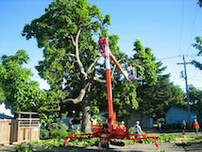 Tree trimming using a tracked lift 