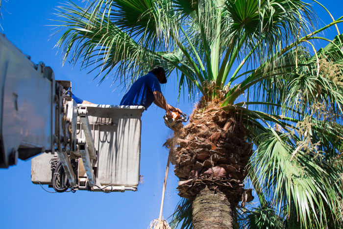 Trimming a Queen Palm tree in a bucket truck