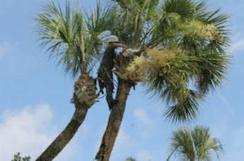Tree Trimming Pensacola Tree Service