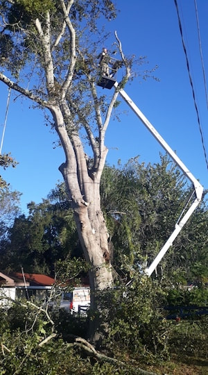 Tree Removal Pensacola, FL