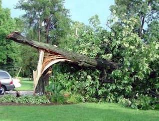 Tree Damage Pensacola FL 32514