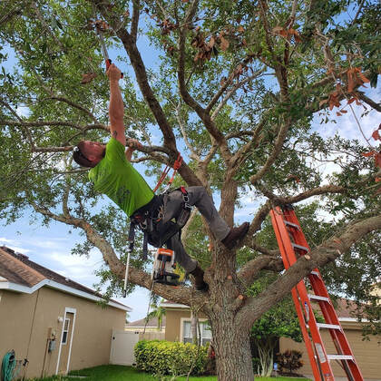 Tree Service Pensacola, FL