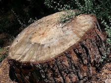 Tree Stump Photo