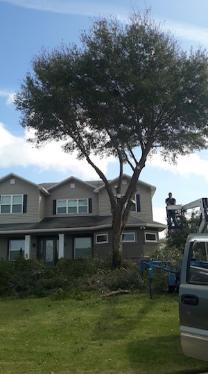 Pensacola Tree Service in action